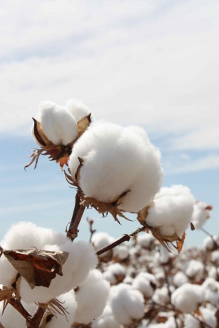 What is The Main Product of Cotton?